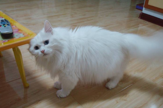 猫放屁臭吗