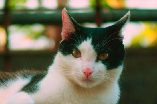 黑白猫是土猫吗