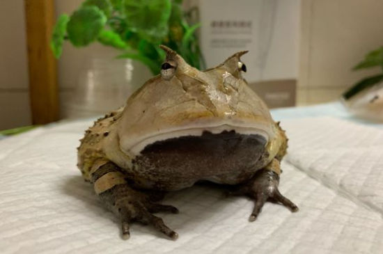 角蛙细菌感染怎么治