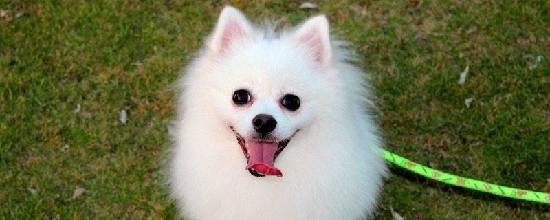 博美幼犬一天喂几次