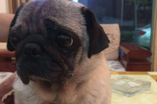 什么小型犬好养又聪明