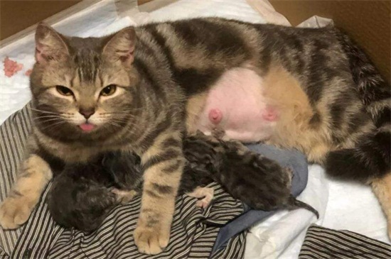 小猫吃太多肚子鼓鼓的
