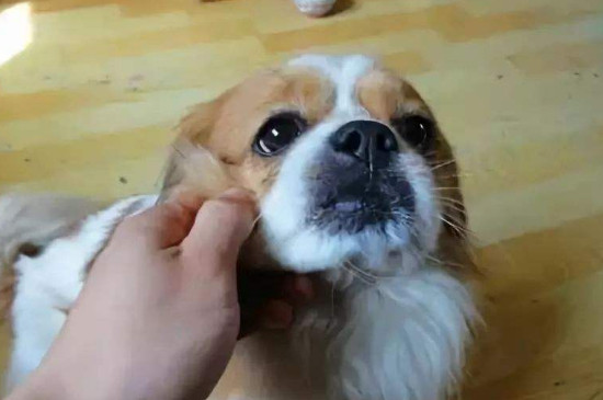 狗狗子宫脱落会自愈吗