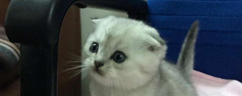 折耳渐层为什么不好养