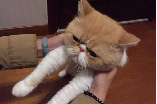 母猫不发情怎么回事