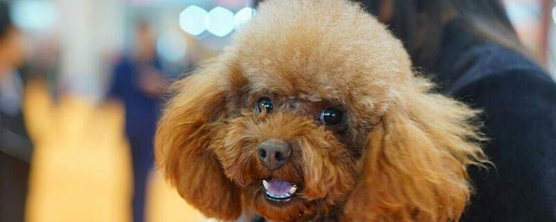 养泰迪犬基本知识