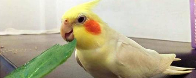 玄风鸟怎样养