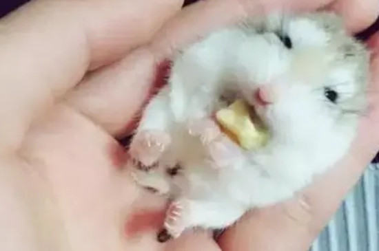 仓鼠不让摸怎么办