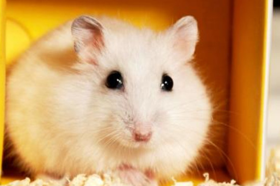 仓鼠洗澡了一定会死吗
