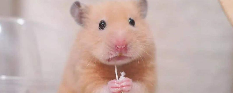 怎么教仓鼠不要藏食物