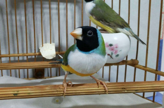 芙蓉鸟小鸟几个月换毛