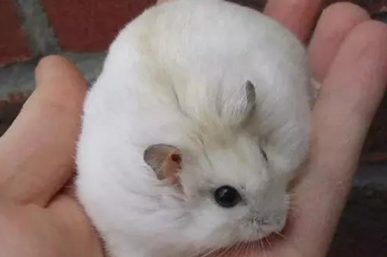 仓鼠没有木屑可以用什么代替