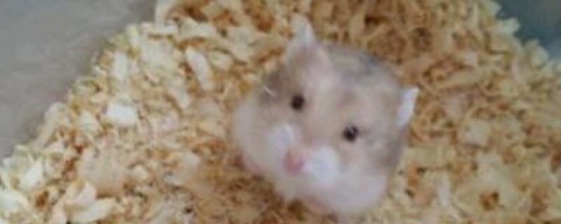 怎么判断仓鼠生病