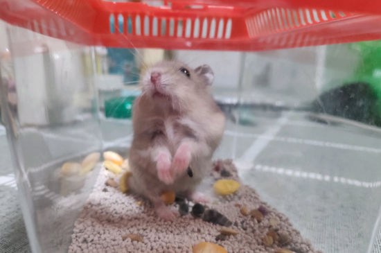 仓鼠吃苹果么