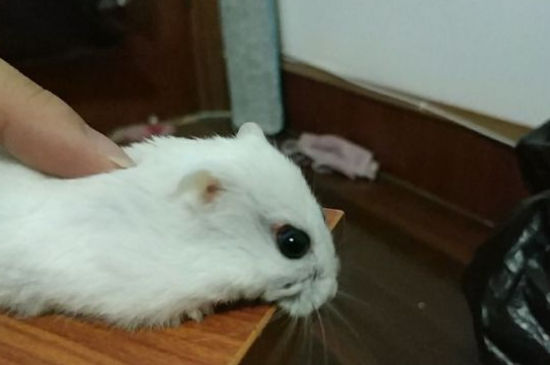 银狐仓鼠会认主人吗