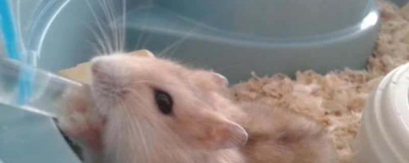 仓鼠渴死前的表现