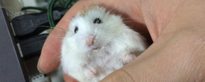 养仓鼠不用木屑可以吗