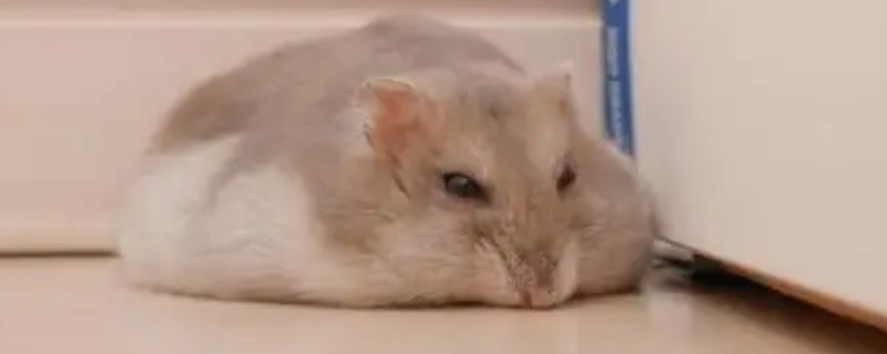 仓鼠被热死是什么样子