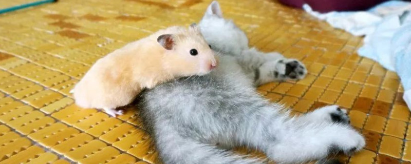 仓鼠和猫能一起养吗