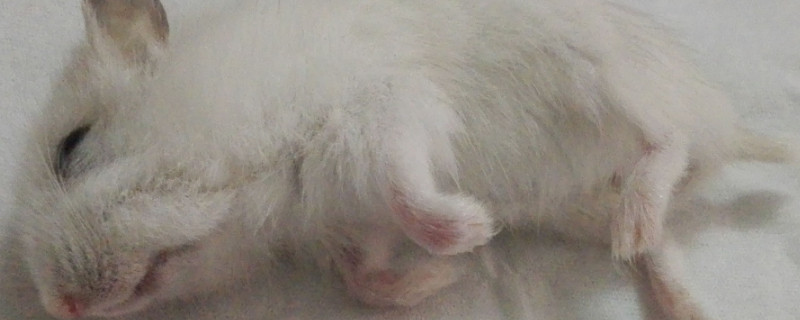 仓鼠突然四肢无力 爬不起来怎么办