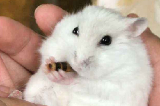 仓鼠腿瘸了怎么办