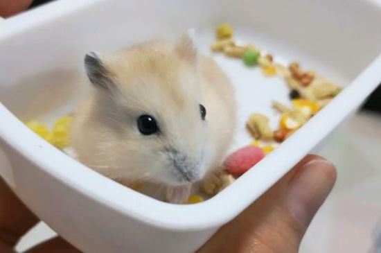 新买的仓鼠要注意什么