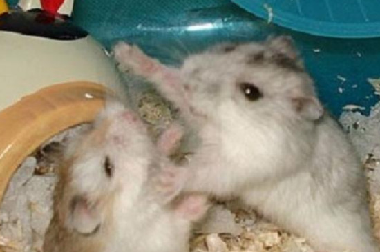 仓鼠怀孕后要和公鼠一起住吗