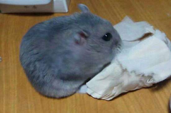 仓鼠吐粮食是什么意思