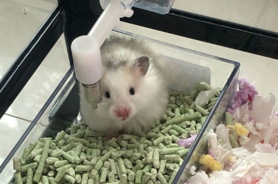 刚养仓鼠要注意什么东西