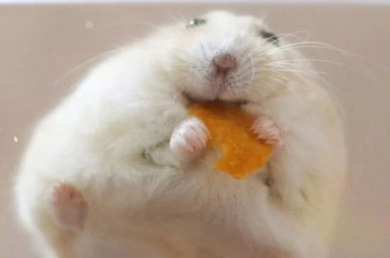 仓鼠可以吃李子吗