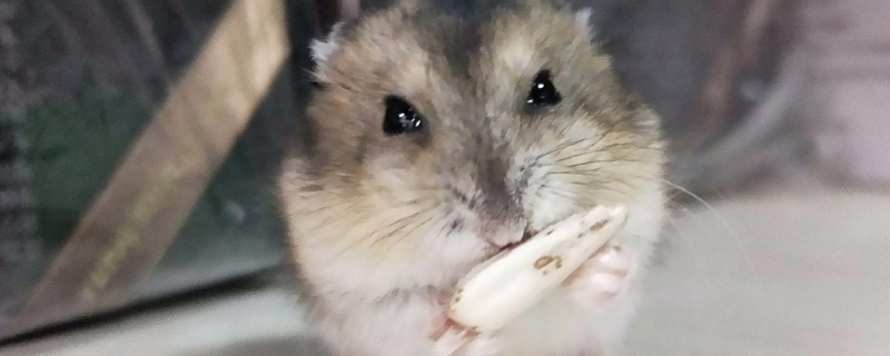 仓鼠害怕主人的表现