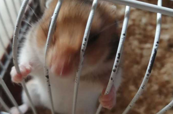 笼子太小仓鼠会死吗