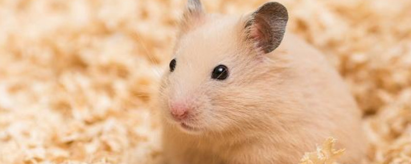 仓鼠丢了会死在家里吗