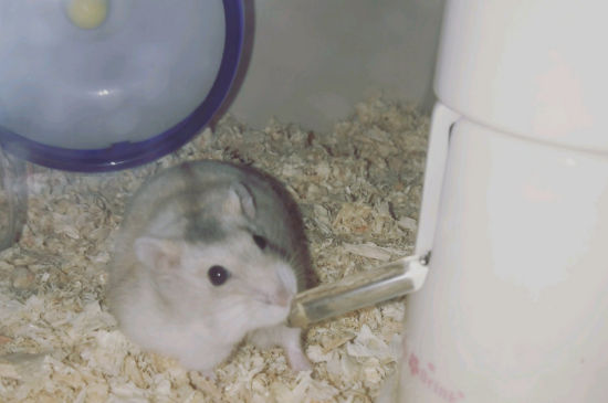养仓鼠不用木屑可以吗