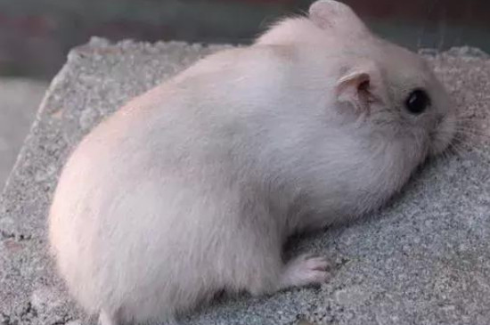 仓鼠吃生红薯还是熟的