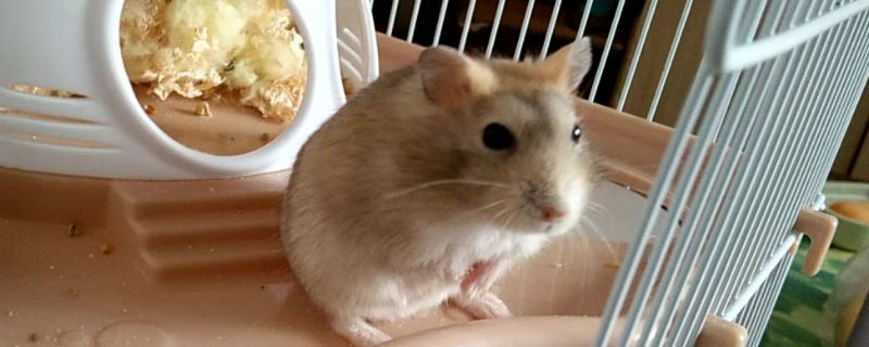 仓鼠生孩子前的征兆