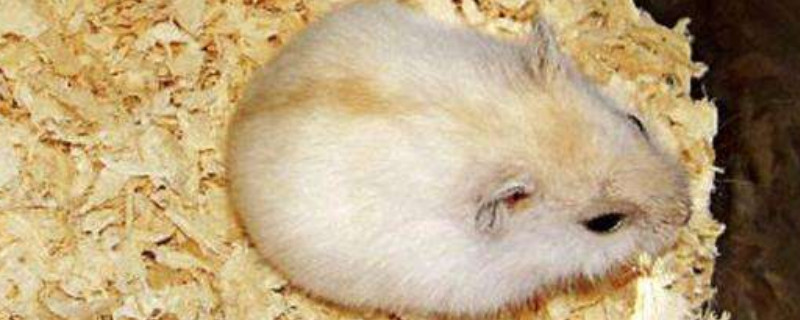 仓鼠容易死吗