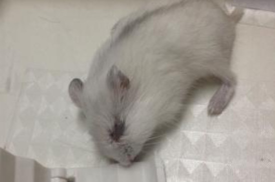 刚断奶的仓鼠吃什么