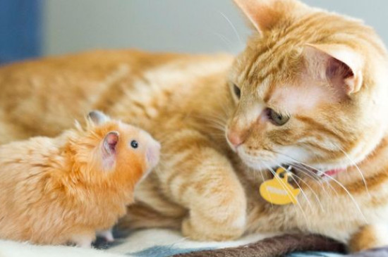 仓鼠和猫能一起养吗