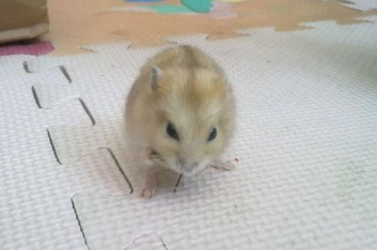 仓鼠被热死是什么样子