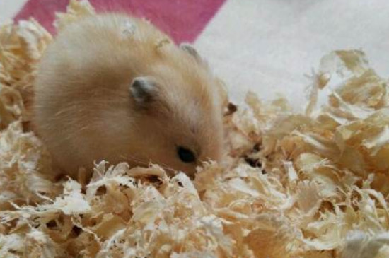 笼子太小仓鼠会死吗