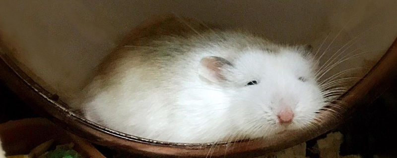仓鼠吃苹果么