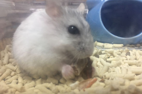 银狐仓鼠会认主人吗
