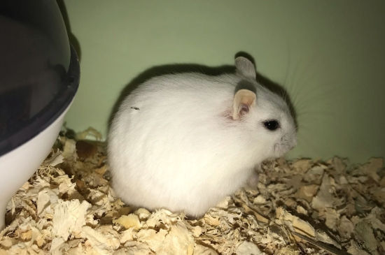 新买的仓鼠要注意什么