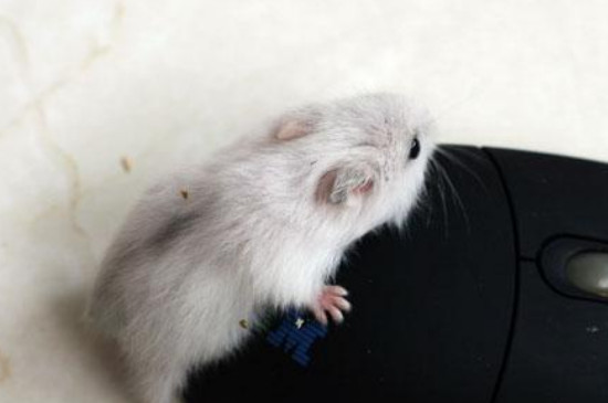 新手如何养仓鼠