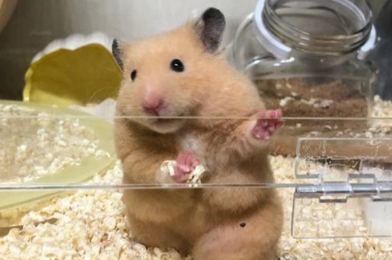 仓鼠味道大吗