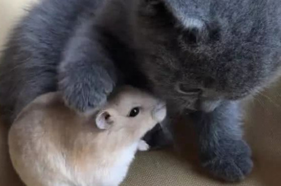仓鼠和猫能一起养吗