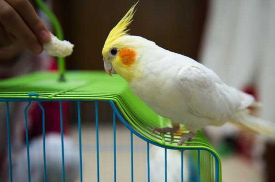 鸡尾鹦鹉吃什么东西