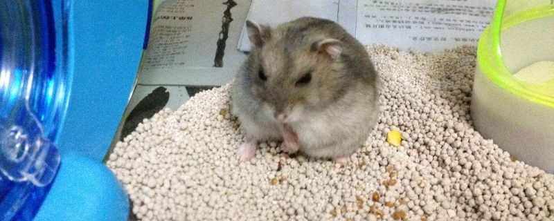 养仓鼠为什么要放猫砂