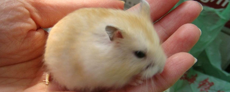 新手怎么养仓鼠不会死